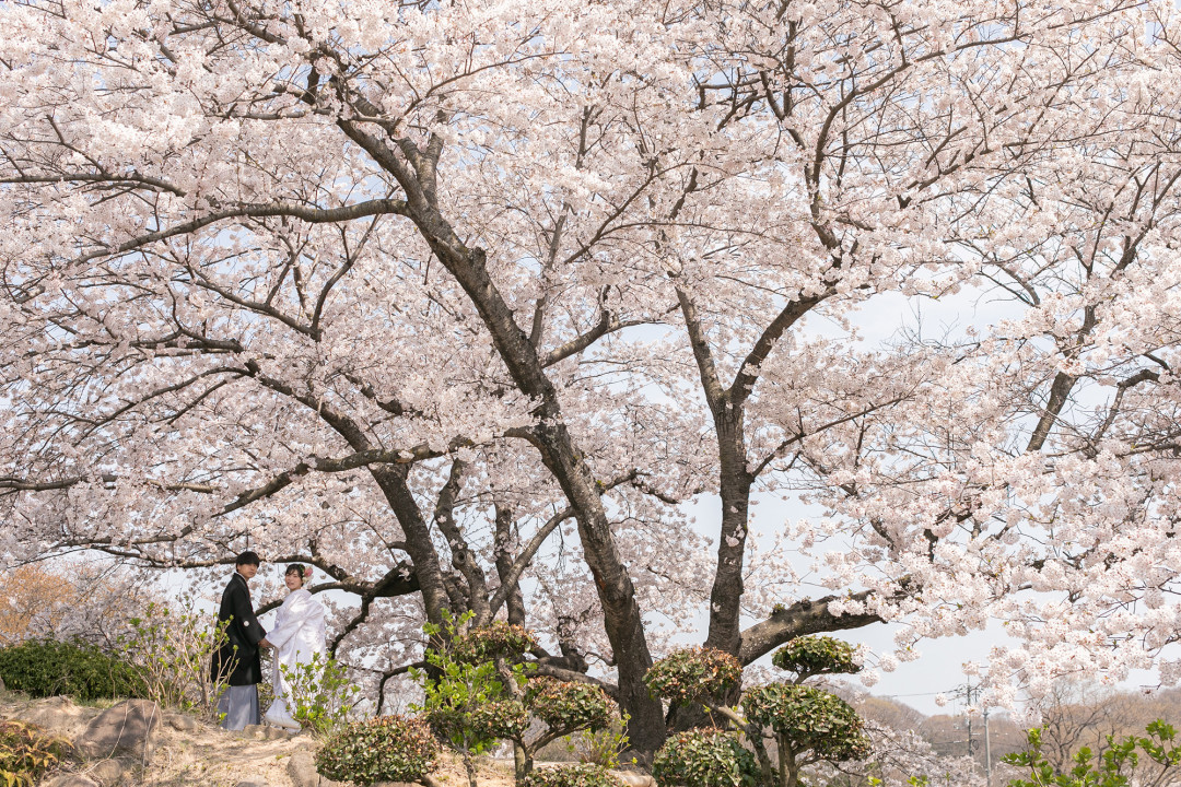 種松山公園1