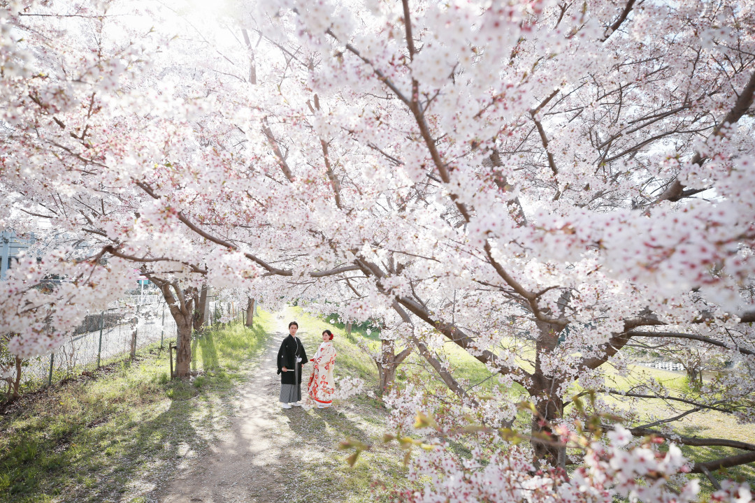 桜並木1