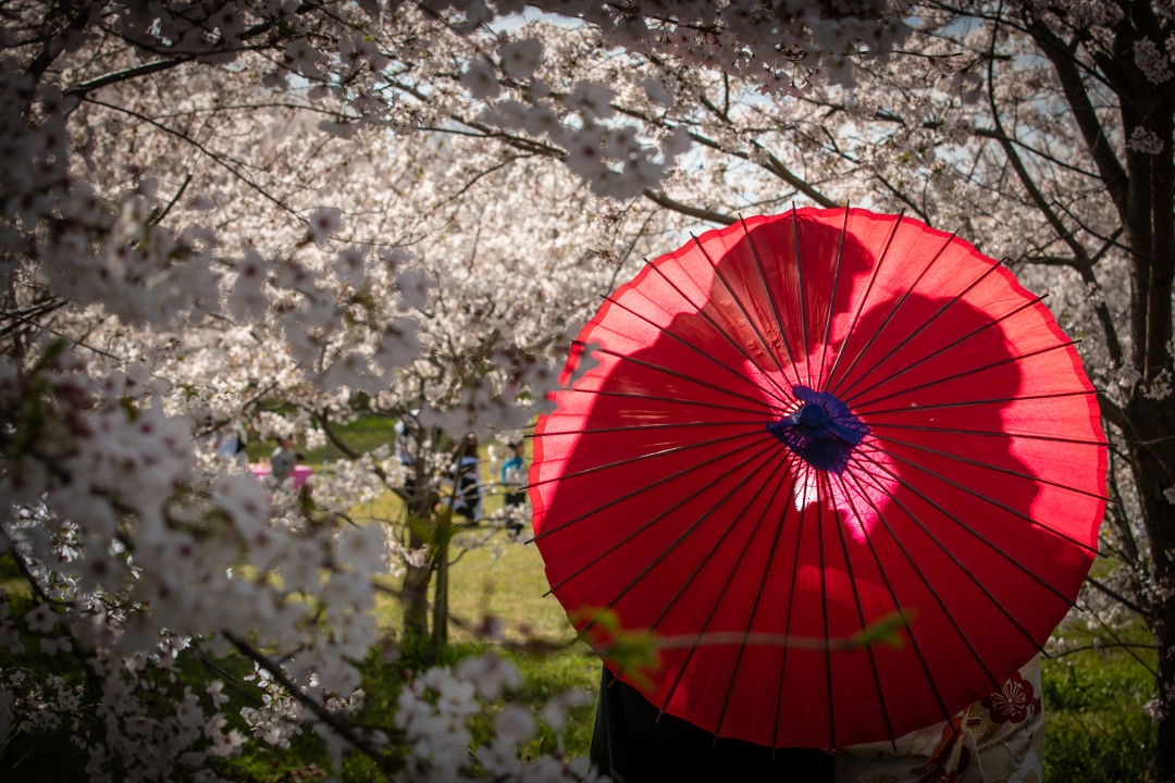 桜並木6