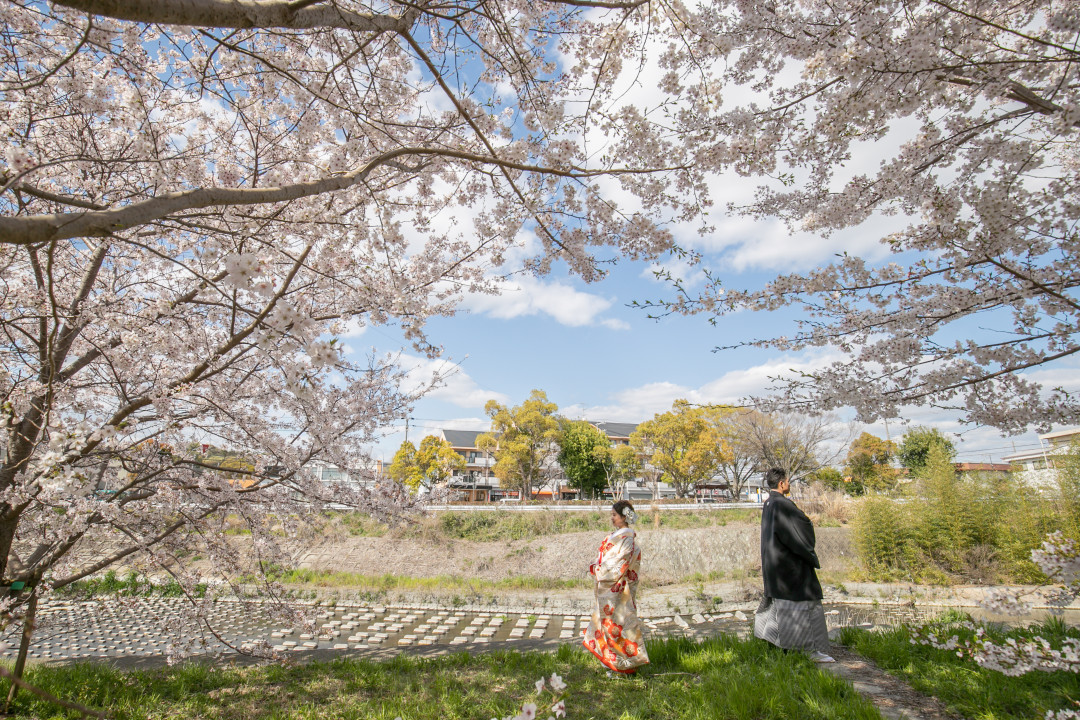 桜並木3