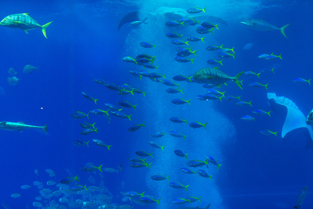 美ら海水族館2