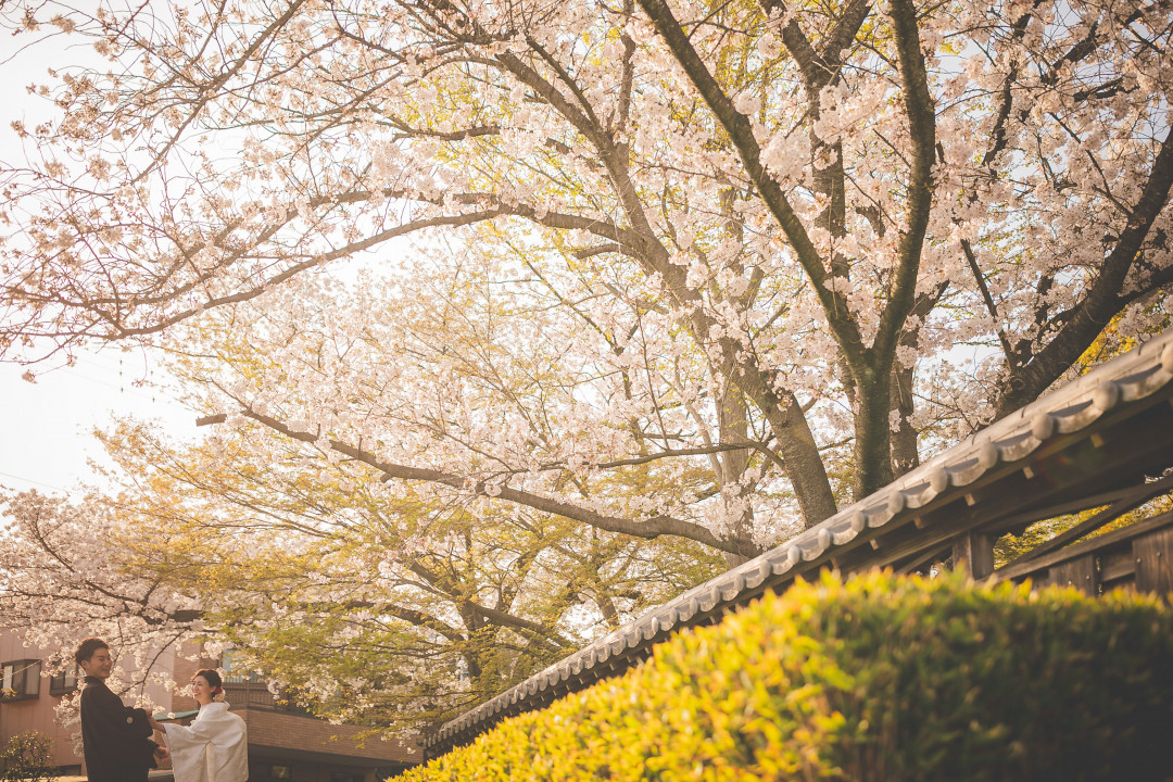 桜でフォトウェディング・前撮り14